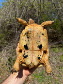 Libyan Greek Tortoise Adult Female