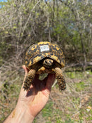 Libyan Greek Tortoise Adult Female