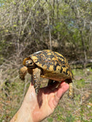 Libyan Greek Tortoise Adult Female