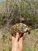 Libyan Greek Tortoise Adult Female