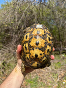 Libyan Greek Tortoise Adult Female