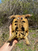 Libyan Greek Tortoise Adult Female
