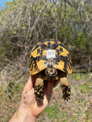 Libyan Greek Tortoise Adult Female