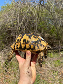 Libyan Greek Tortoise Adult Female