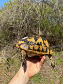 Libyan Greek Tortoise Adult Female