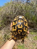 Libyan Greek Tortoise Adult Female