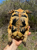 Libyan Greek Tortoise Adult Female