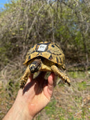 Libyan Greek Tortoise Adult Female