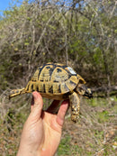 Libyan Greek Tortoise Adult Female