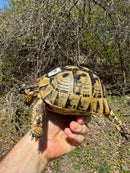 Libyan Greek Tortoise Adult Female