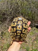 Libyan Greek Tortoise Adult Female