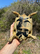 Libyan Greek Tortoise Adult Female