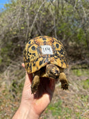 Libyan Greek Tortoise Adult Female