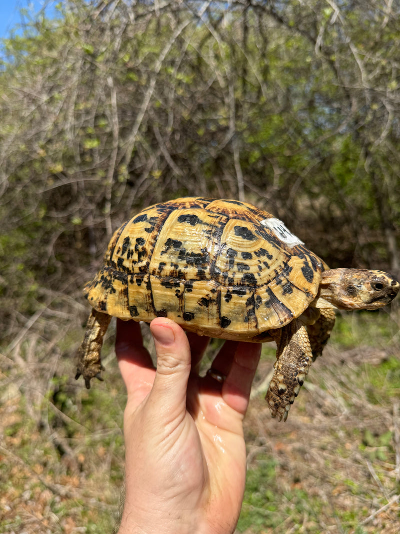 Libyan Greek Tortoise Adult Female