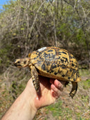 Libyan Greek Tortoise Adult Female