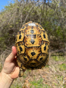 Libyan Greek Tortoise Adult Female