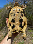 Libyan Greek Tortoise Adult Female