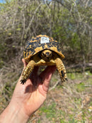 Libyan Greek Tortoise Adult Female