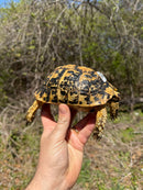 Libyan Greek Tortoise Adult Female
