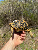 Libyan Greek Tortoise Adult Female