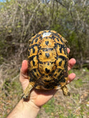 Libyan Greek Tortoise Adult Female