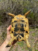 Libyan Greek Tortoise Adult Female