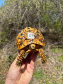 Libyan Greek Tortoise Adult Female