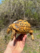 Libyan Greek Tortoise Adult Female