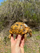Libyan Greek Tortoise Adult Female