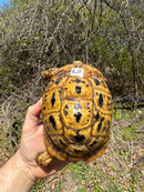 Libyan Greek Tortoise Adult Female