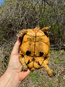 Libyan Greek Tortoise Adult Female