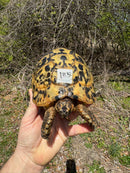 Libyan Greek Tortoise Adult Male