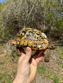 Libyan Greek Tortoise Adult Male