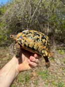 Libyan Greek Tortoise Adult Male