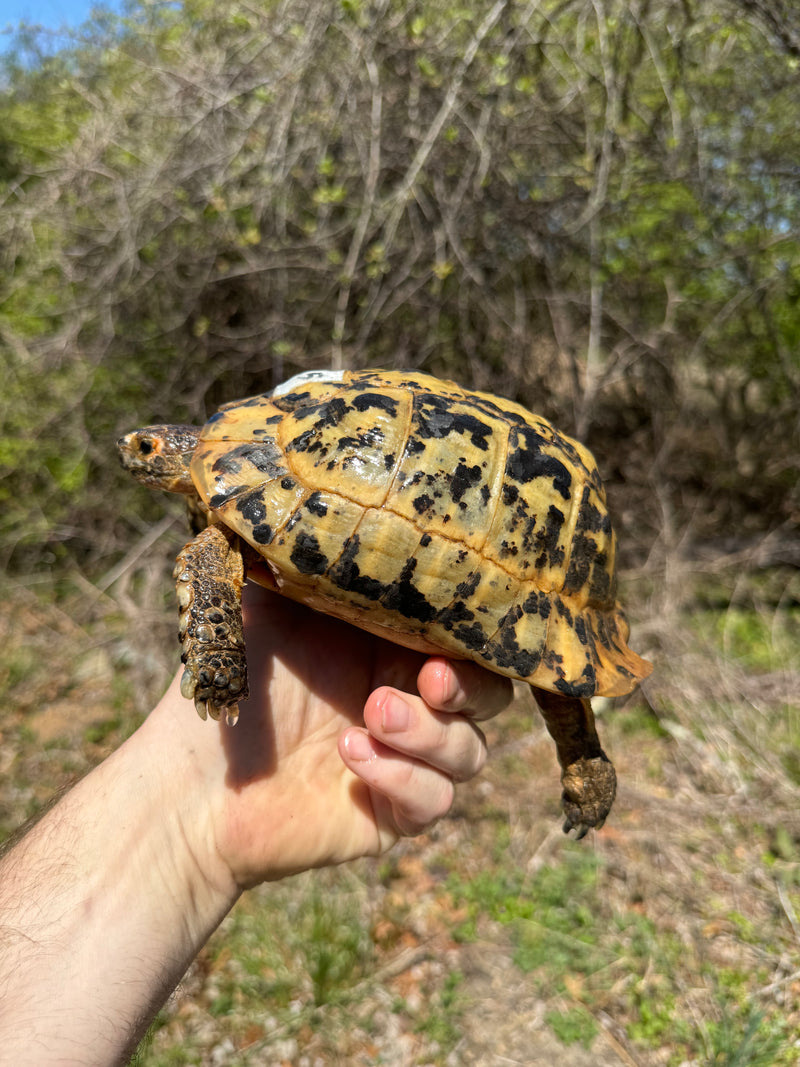 Libyan Greek Tortoise Adult Male