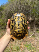 Libyan Greek Tortoise Adult Male