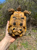 Libyan Greek Tortoise Adult Male