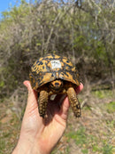 Libyan Greek Tortoise Adult Male