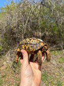 Libyan Greek Tortoise Adult Male