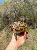 Libyan Greek Tortoise Adult Male