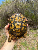 Libyan Greek Tortoise Adult Male