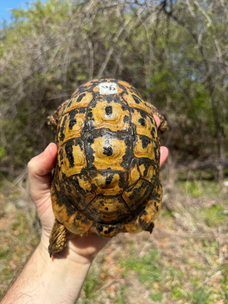 Libyan Greek Tortoise Adult Male