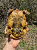 Libyan Greek Tortoise Adult Male