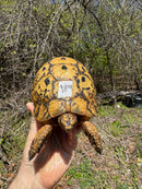 Libyan Greek Tortoise Adult Male