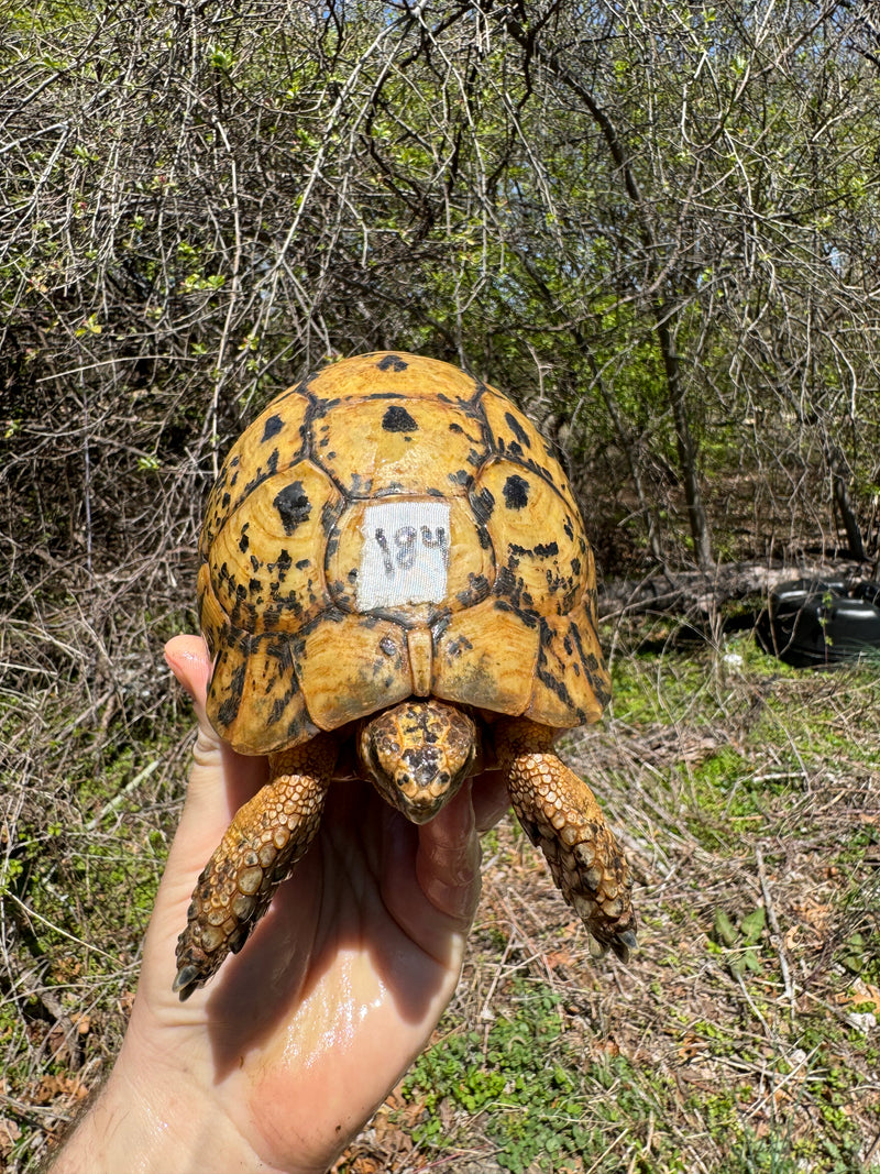 Libyan Greek Tortoise Adult Male