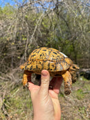 Libyan Greek Tortoise Adult Male