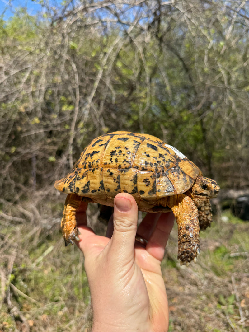 Libyan Greek Tortoise Adult Male