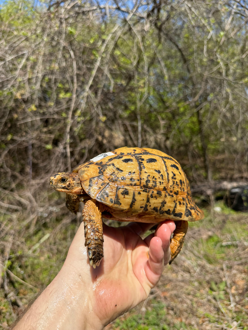 Libyan Greek Tortoise Adult Male