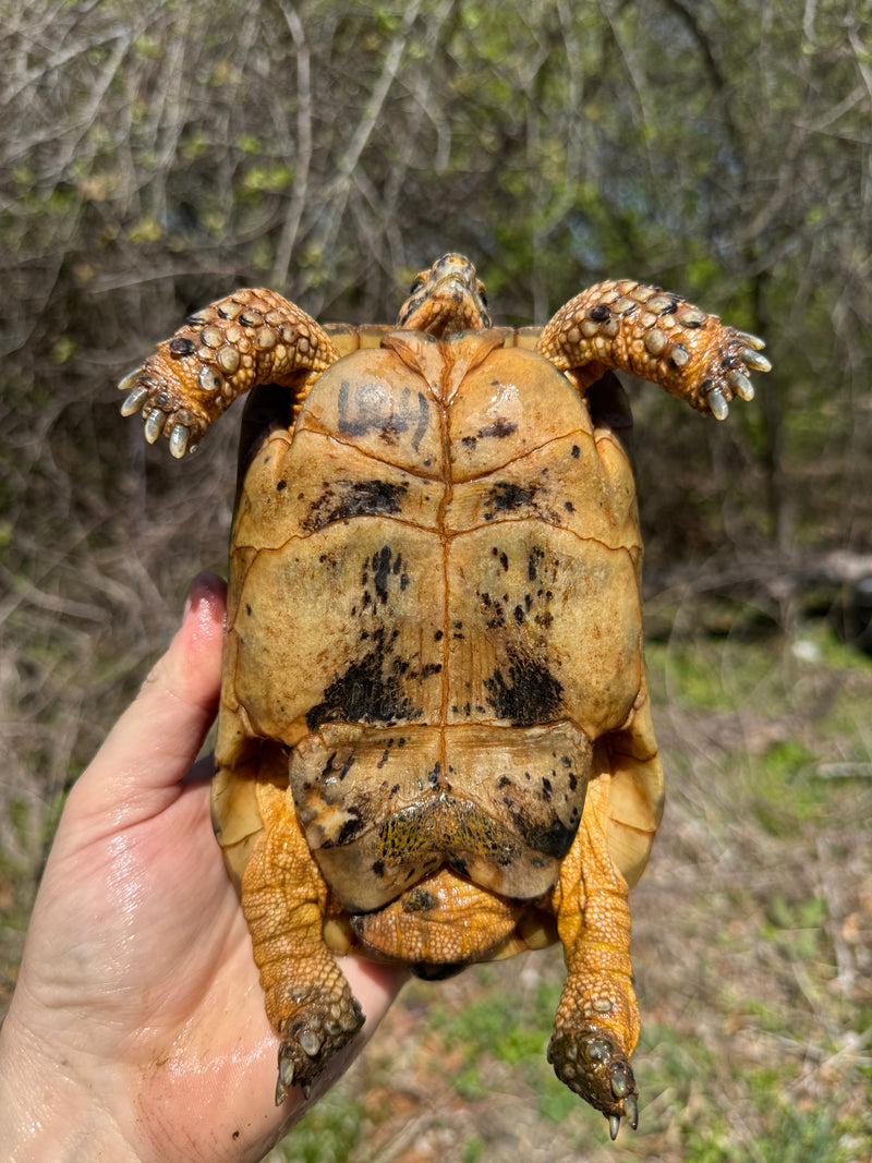 Libyan Greek Tortoise Adult Male
