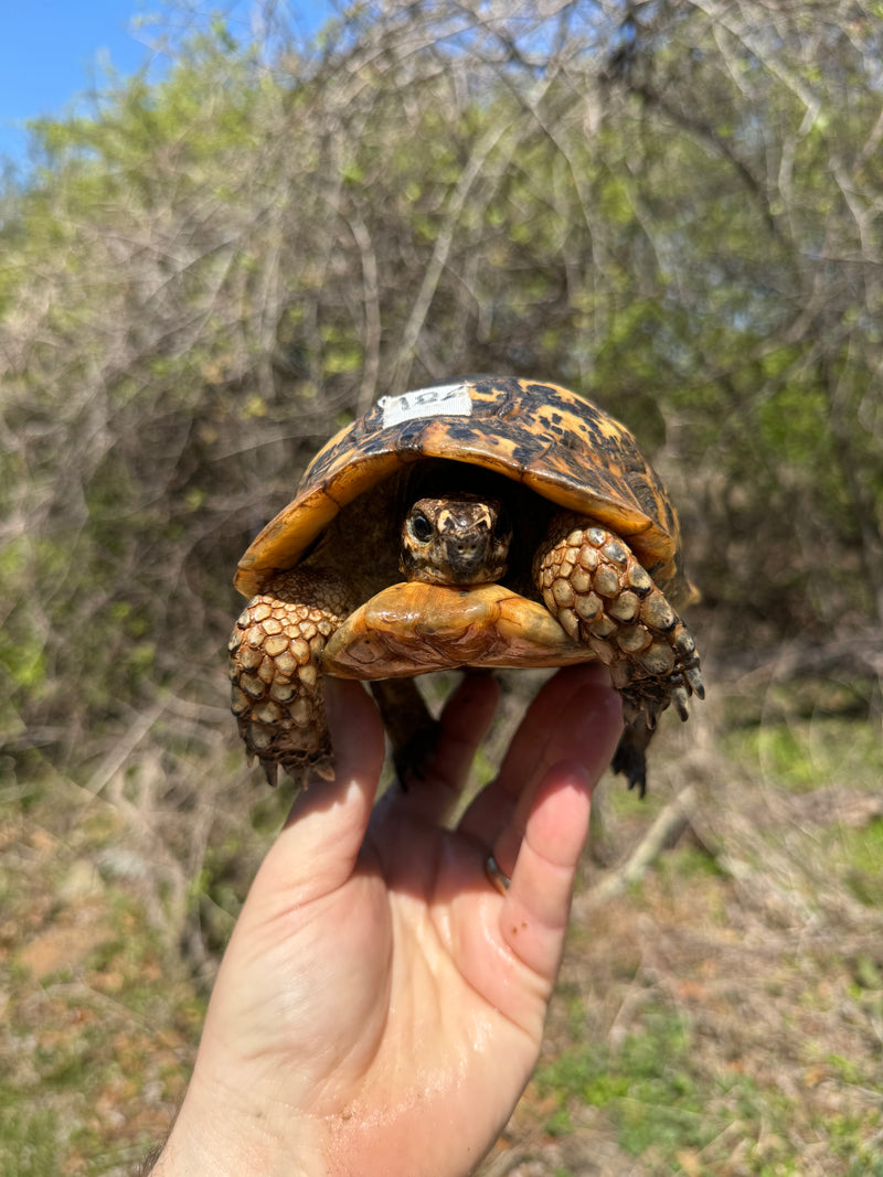 Libyan Greek Tortoise Adult Male